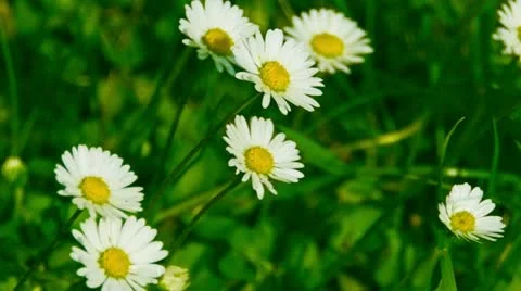 Chamomile moves in the wind Stock Footage 11145690