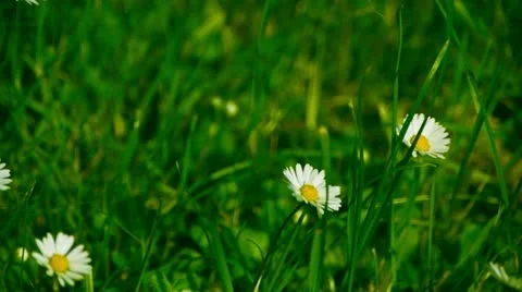 Chamomile moves in the wind Stock Footage 11146281