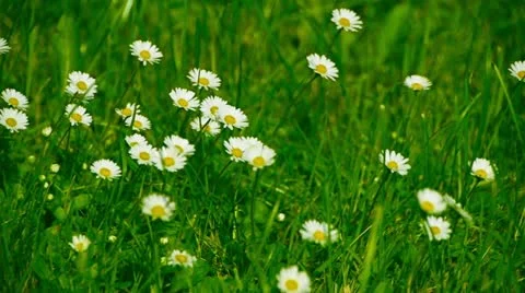 Chamomile moves in the wind Stock Footage 11146436