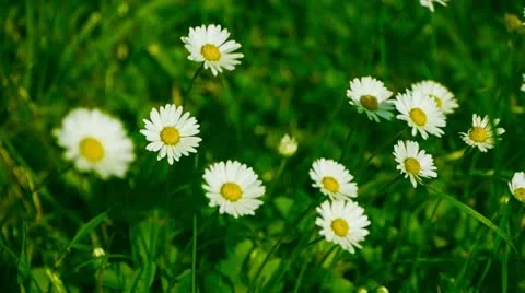 Chamomile moves in the wind Stock Footage 11146585