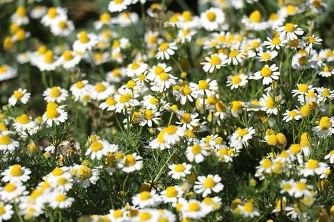 Chamomile in nature Stock Photos
