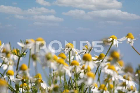 Chamomile nature spring scene Stock Photos
