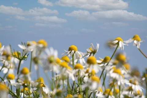 Chamomile nature spring scene 写真素材