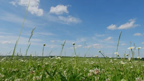 Chamomile In Nature. White Daisy And Pink Clovers Flowers Field Meadows. Wild Da Stock Footage 303194545