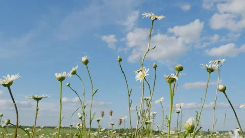 Chamomile In Nature. White Daisy And Pink Clovers Flowers Field Meadows. Wild Da Stock Footage 303204896