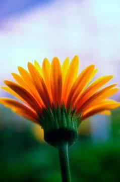 Chamomile opened in the sun Stock Photos