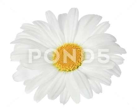 Photograph: Chamomile or daisies isolated on white background with ...