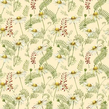 Chamomile or Daisy bouquets, white flowers. Realistic botanical sketch on white Stock Illustration