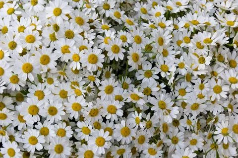 Chamomile or daisy flower background, selective focus Stock Photos