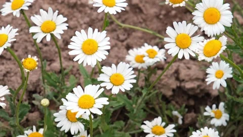 Chamomile or daisy flower in the meadow Stock Footage 201469137