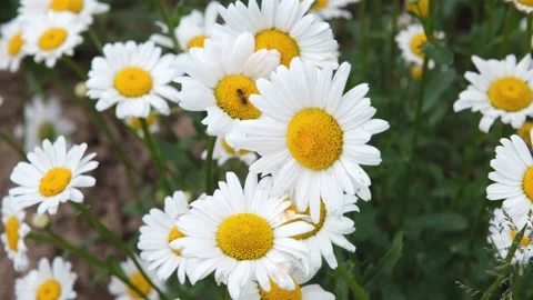 Chamomile or daisy flower in the meadow Stock Footage 201685890