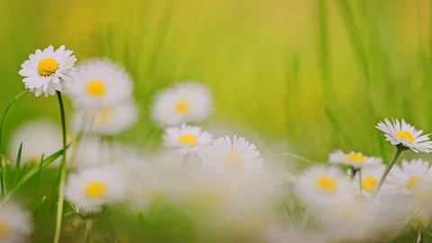 Chamomile or a daisy flowers. 4k footage Stock Footage 287956702