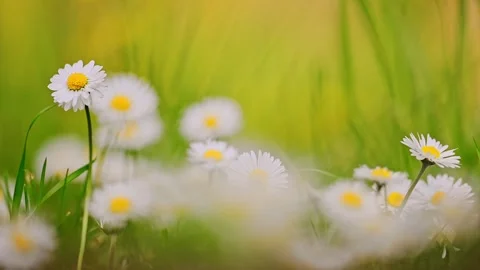 Chamomile or a daisy flowers. 4k footage Stock Footage 288631677
