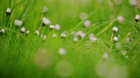 Chamomile or a daisy flowers. 4k footage Stock Footage 288632029