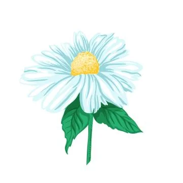 Chamomile or Daisy Tea Herb. Isolated Vector Illustration Stock Illustration