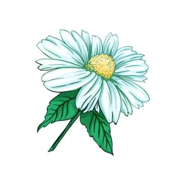 Chamomile or Daisy Tea Herb. Isolated Vector Illustration Stock Illustration