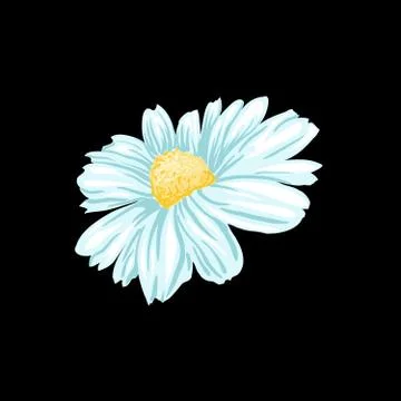 Chamomile or Daisy Tea Herb. Isolated Vector Illustration Stock Illustration