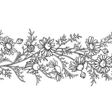 Chamomile Outline Horizontal Seamless Pattern Stock Illustration