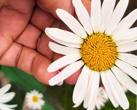 Chamomile on the palm Photos