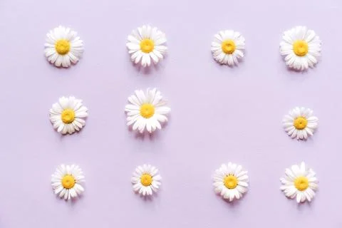 Chamomile pattern on pastel background Foto stock