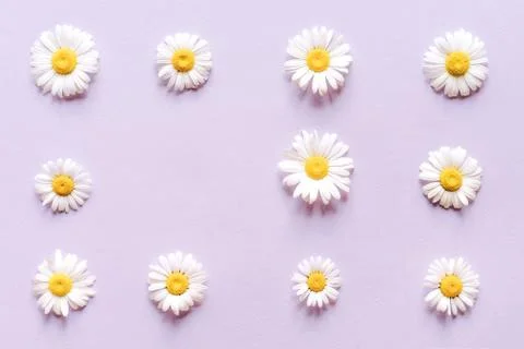 Chamomile pattern on pastel background Stock Photos