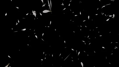 Chamomile  Petals Alpha-Channel Stock-Footage 71963665