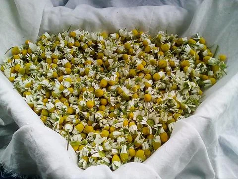 Chamomile pharmacy Stock Photos