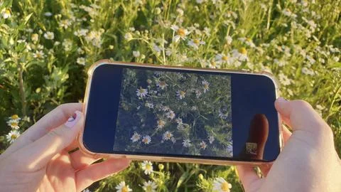 Chamomile in the phone screen Stock Photos