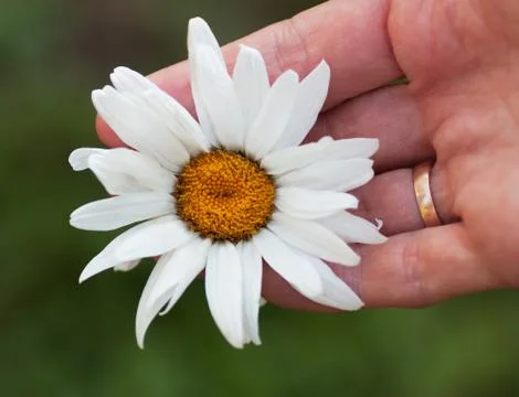 Chamomile Stock Photos