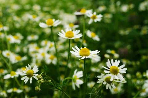 Chamomile Stock Photos