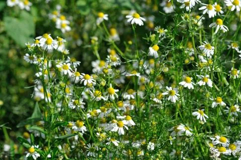 Chamomile Stock Photos