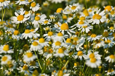 Chamomile Stock Photos