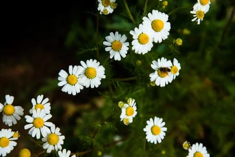 Chamomile Stock Photos