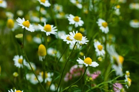 Chamomile Stock Photos