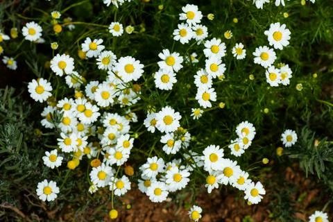 Chamomile Stock Photos