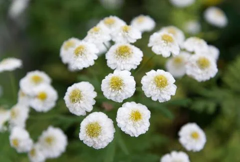 Chamomile Stock Photos