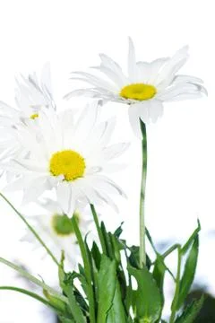 Chamomile Stock Photos
