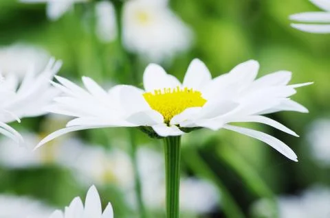 Chamomile Foto stock