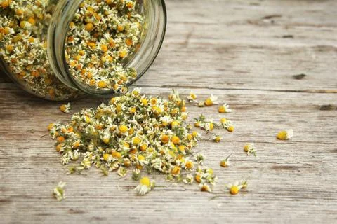 Chamomile Stock Photos