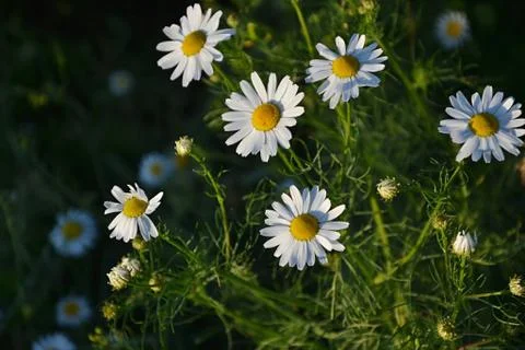 Chamomile Stock Photos