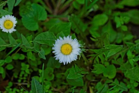 Chamomile Stock Photos
