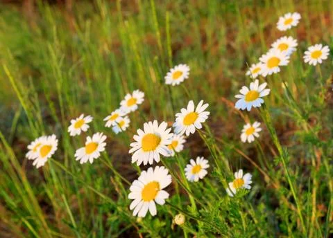 Chamomile Fotos de archivo