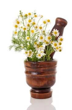 Chamomile Stock Photos