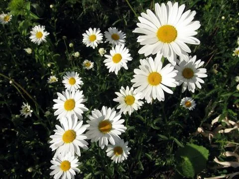 Chamomile Stock Photos