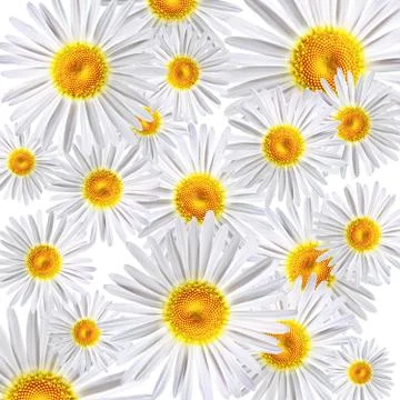 Chamomile Stock Photos
