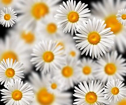 Chamomile Stock Photos