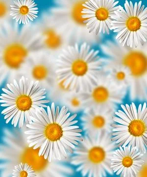 Chamomile Stock Photos