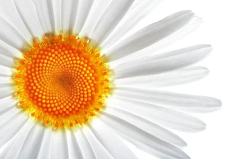 Chamomile Stock Photos