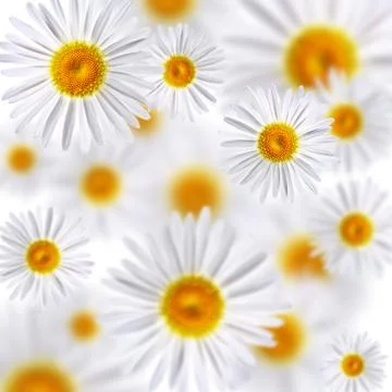 Chamomile Foto stock