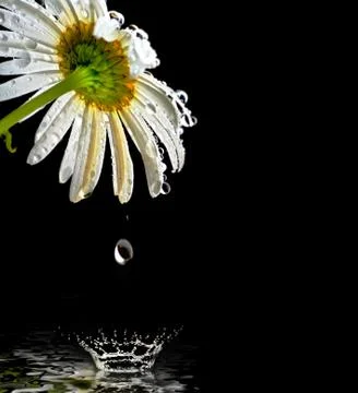 Chamomile Stock Photos